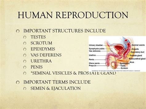 Human Reproduction In Males Ppt Human Reproduction In Males Ppt